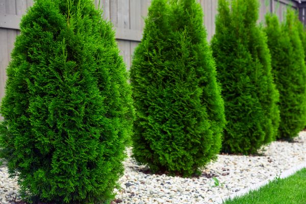 Arborvitae Planting in Gilbert