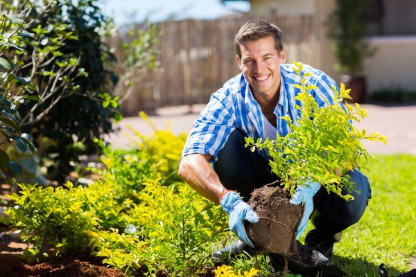 Bush Planting Service in Gilbert