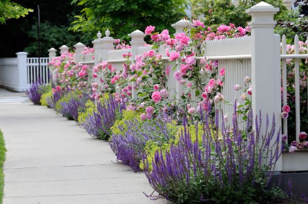 Garden Handyman Service in Gilbert