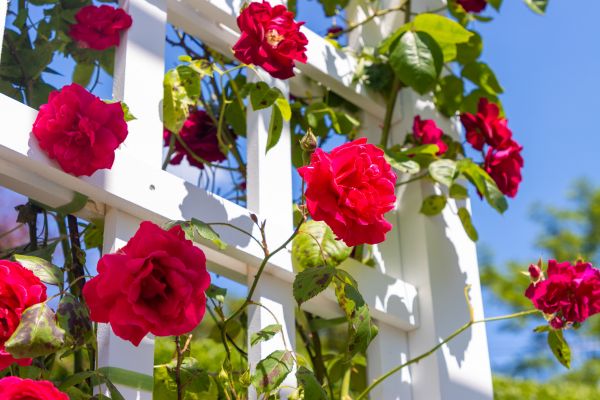 Home Gardening Service in Gilbert