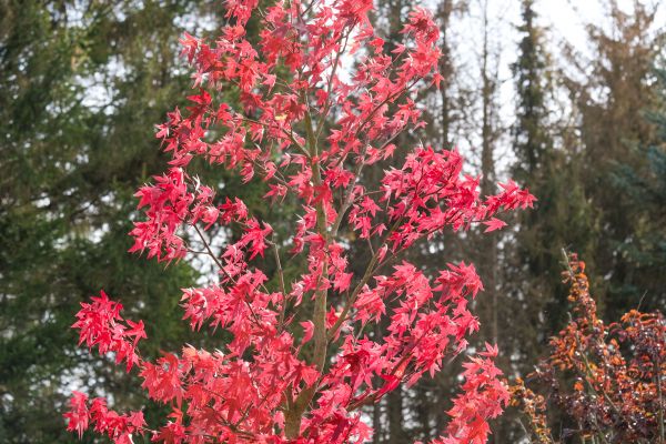 Japanese Maple Planting in Gilbert