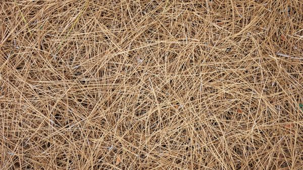 Pine Needles Delivery in Gilbert