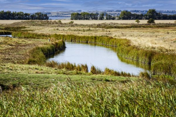 Swale Landscaping in Gilbert