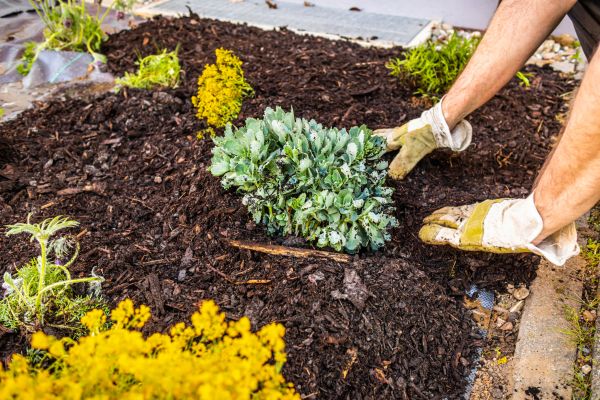 Weeding And Mulching in Gilbert