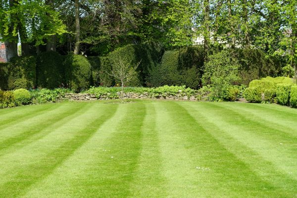 Lawn Renovation in Gilbert