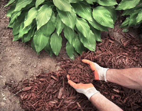Shredded Mulch Service in Gilbert