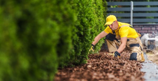 Cypress Mulch Installation in Gilbert