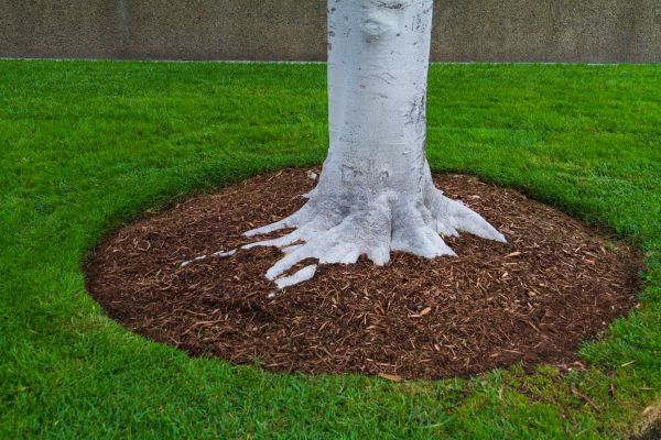 Brown Mulch Installation in Gilbert