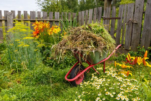 Garden Cleanup Service in Gilbert