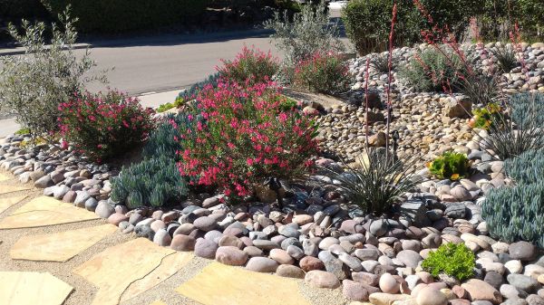 Xeriscape Landscaping in Gilbert