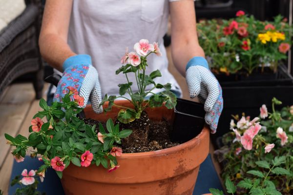 Plant Care Service in Gilbert