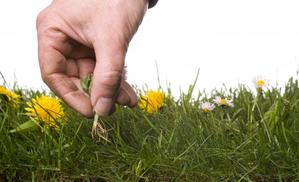 Lawn Weeding in Gilbert