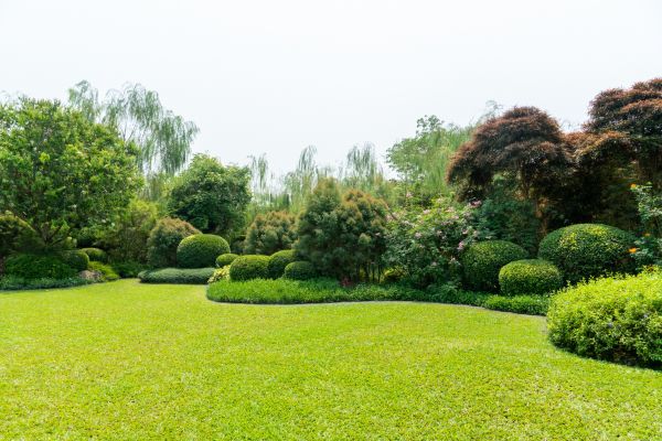 Tree Landscaping in Gilbert