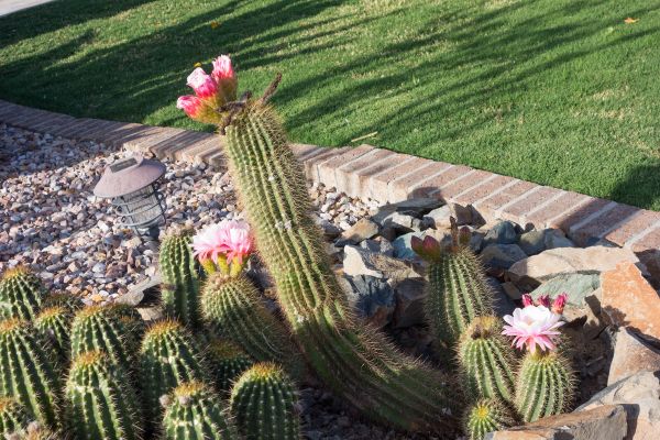 Desert Landscaping in Gilbert