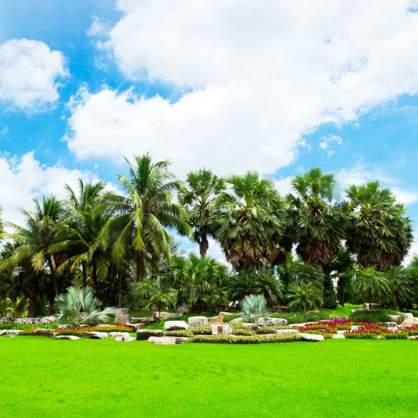Tropical Landscaping in Gilbert