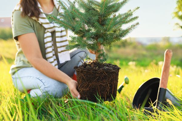 Spruce Tree Planting in Gilbert