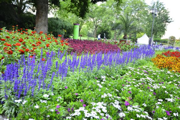 Perennials Planting in Gilbert