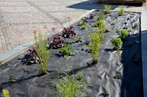 Landscape Fabric Installation in Gilbert