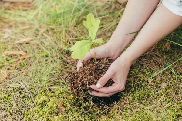Oak Tree Planting in Gilbert