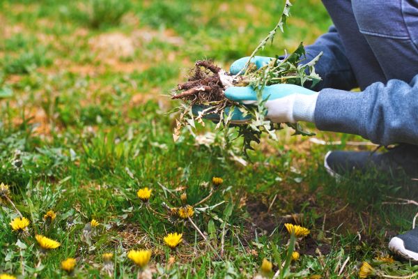 Flower Bed Clearing in Gilbert