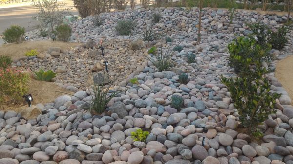 Yard Xeriscaping in Gilbert