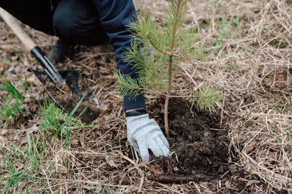Pine Tree Planting in Gilbert