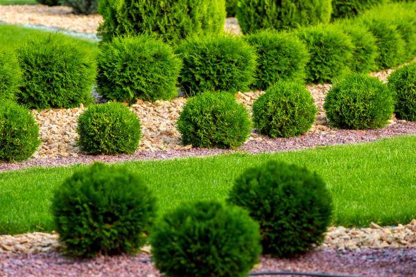 Bush Replacement in Gilbert