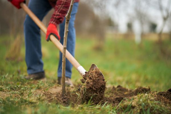 Trees Planting in Gilbert