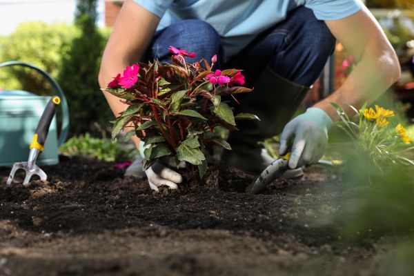 Plant Replacement in Gilbert