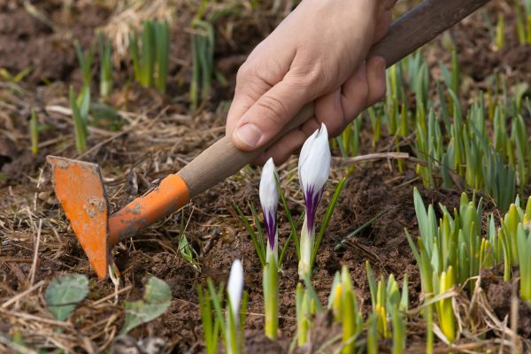 Flower Garden Weeding in Gilbert