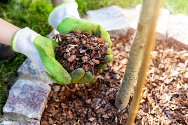 Tree Bark Delivery in Gilbert