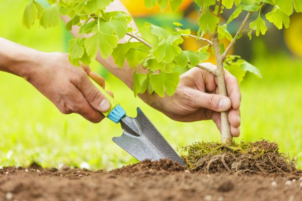 Fruit Tree Planting in Gilbert