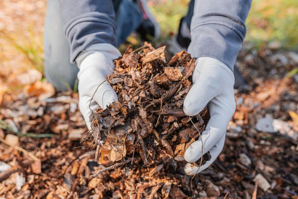 Shredded Mulch Installation in Gilbert