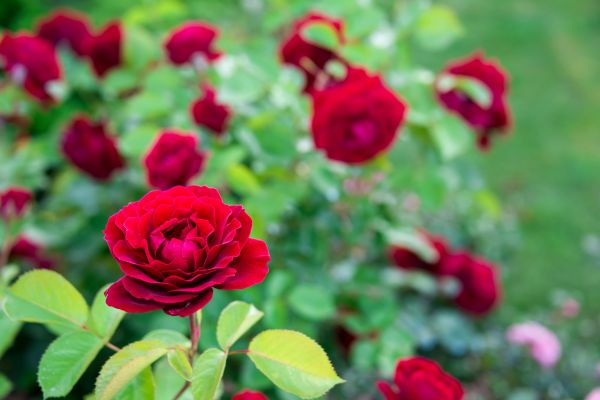 Rose Planting in Gilbert