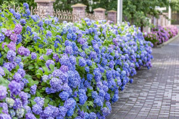 Hydrangea Landscaping in Gilbert