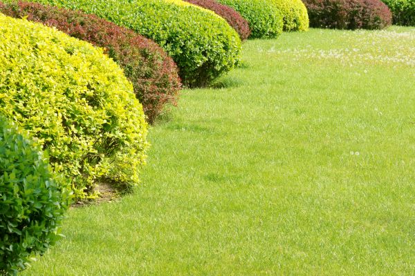 Shrubbery Planting in Gilbert