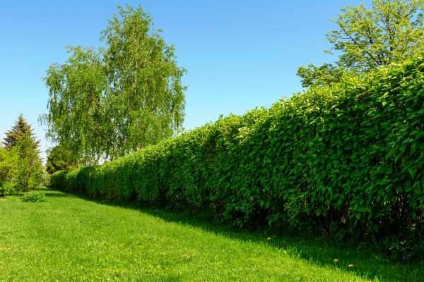 Hedge Replacement in Gilbert