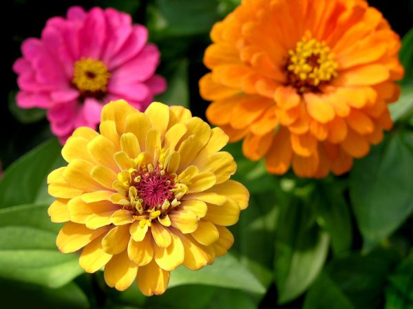 Zinnia Planting in Gilbert