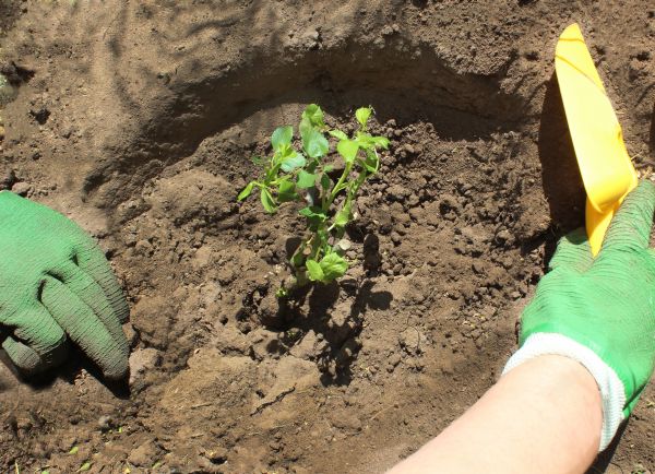 Rose Bush Planting in Gilbert