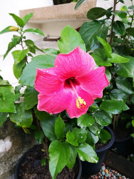 Hibiscus Planting in Gilbert