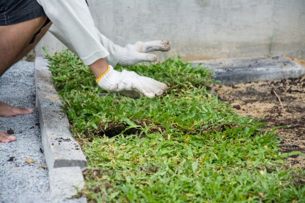 Ground Cover Planting in Gilbert