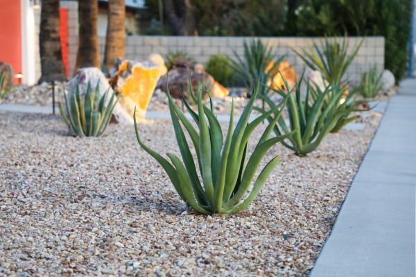 Drought Resistant Landscaping in Gilbert