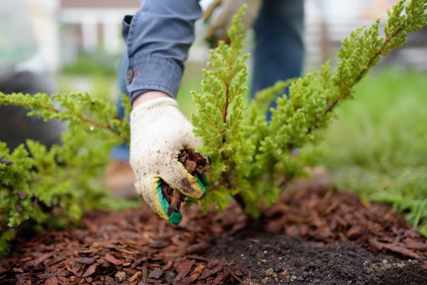 Church Mulching in Gilbert