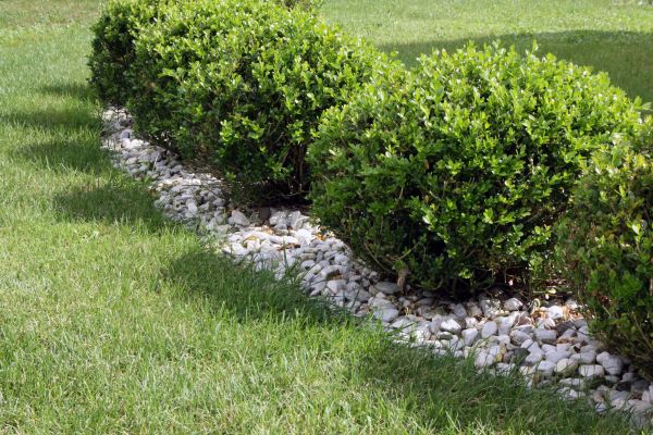 Boxwood Planting in Gilbert