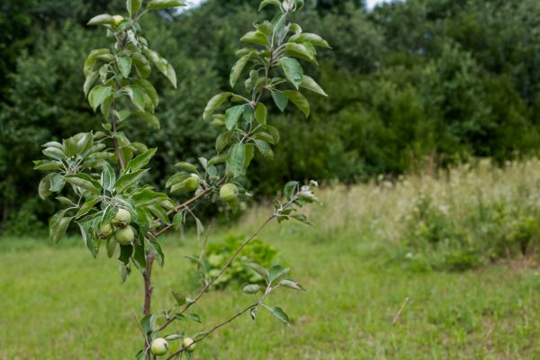 Apple Tree Planting in Gilbert